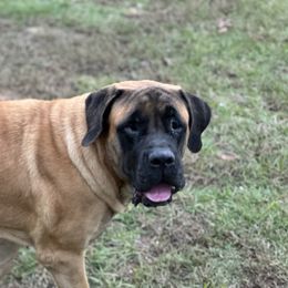 Mastiff Puppies from MLJ Mastiffs