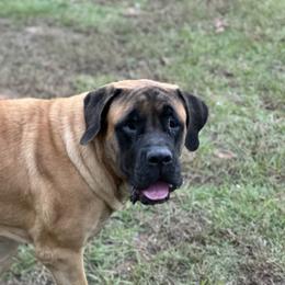 Mastiff Puppies from MLJ Mastiffs