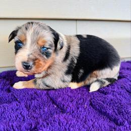 Luna - Blue merle female Australian Shepherd puppy in Charlotte, North Carolina from Awesome Aussies
