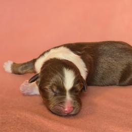 Tally - Red tri-color female Australian Shepherd puppy in Kingman, Arizona from Long Mt Aussies