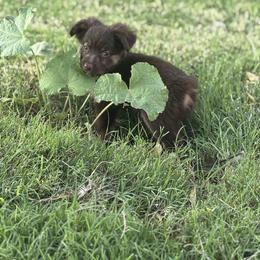Toy Australian Shepherd Puppies from Carlsbad Toy Aussies