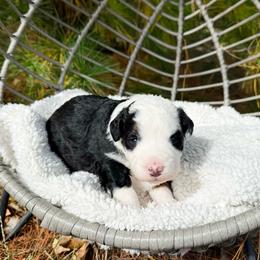 Sandy - Tri-color female Bernedoodle puppy in Wamego, Kansas from Doodles of Oz