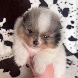 Girl 3 - Blue merle female Pomeranian puppy in Newalla, Oklahoma from Classy Poms