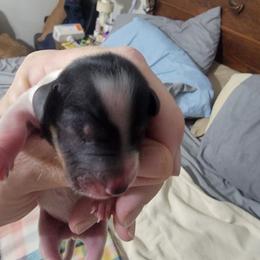 Boy 3 - Piebald male Dachshund puppy in Paradise, Texas from C and J Minis