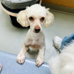 Poodle puppies from Paw Perfect Pets