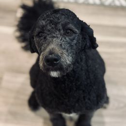 Bernedoodles, Bernese Mountain Dogs, and Cockapoos from Kallams Bernedoodles & Bernese Mountain Dogs