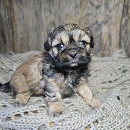 Rowan - Sable female Shih Tzu puppy in Mountain Grove, Missouri from Precious Puppies