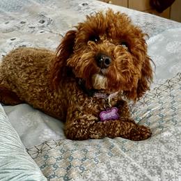 Gracie - Goldendoodle