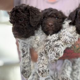 Lagotto Romagnolo Puppies from Anna’s Lagottos