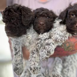 Lagotto Romagnolo Puppies from Anna’s Lagottos