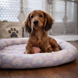 Sven-AKC Import Lines - Red male Dachshund puppy in Coweta, Oklahoma from Sunnyside Dachshunds