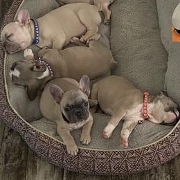 French Bulldog Puppies from Orderofthebulldogs, LLC