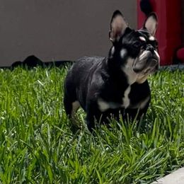 American Bulldog, French Bulldog, and Shorty Bull Puppies from Bingham's Bulldogs LLC