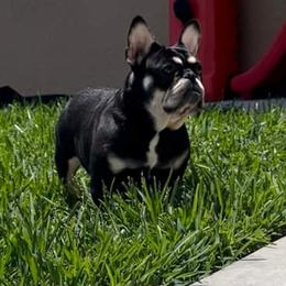 American Bulldog, French Bulldog, and Shorty Bull Puppies from Bingham's Bulldogs LLC