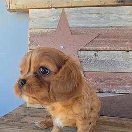 Sage - Ruby female Cavalier King Charles Spaniel puppy in Apple Valley, California from Nancy's Cavalier King Charles Spaniels & Golden Retrievers