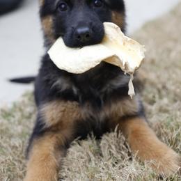 German Shepherd Puppies from di Casa Ortiz German Shepherds