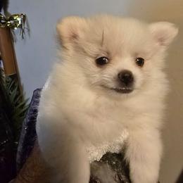 Mochi - Cream female Pomeranian puppy in San Diego, California from Socalpoms