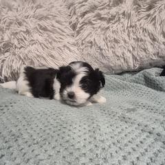 Boy 1 Cody - Black and white male Mal-Shi puppy in Austin, Texas from Austin Maltese Babies