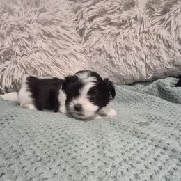 Boy 1 Cody - Black and white male Mal-Shi puppy in Austin, Texas from Austin Maltese Babies