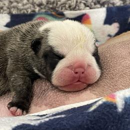 Girl 1 - Brindle female Bulldog puppy in Mount Airy, North Carolina from PrimeCut Bulldogs