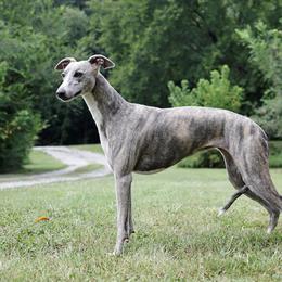 Storm - Whippet