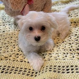 Bluee - White male Maltese puppy in Bonham, Texas from My Maltese Family