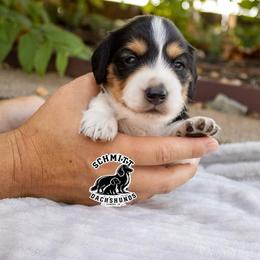 Tootles - Piebald male Dachshund puppy in Ramona, Oklahoma from Schmitt Dachshunds