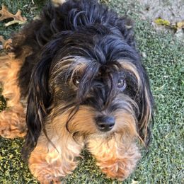 Winnie - Aussiedoodle