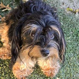 Winnie - Aussiedoodle