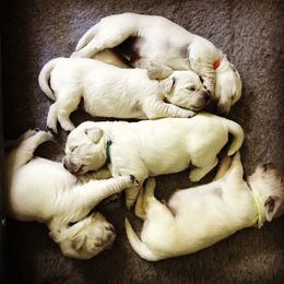 Golden Retriever Puppies from Dry Canyon Goldens