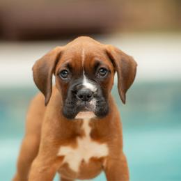 Pink - Fawn female Boxer puppy in Georgia from Stephanie’s Boxers