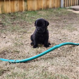 Cane Corso Puppies from Rosalez Kennel