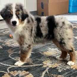 Bentley - Blue merle male Toy Australian Shepherd puppy in Georgetown, Texas from Minikin Manor