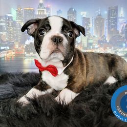 Boston Terrier Puppies from Our Gang Bostons