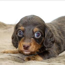 Male 3 - Chocolate and tan male Dachshund puppy in Childress, Texas from Taylor Farms
