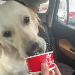 Beatrice - Light golden female Golden Retriever puppy in Orlando, Florida from Homeward Bound Goldens