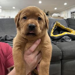 Labrador Retriever Puppies from Fia Red Retrievers