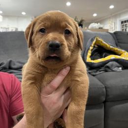 Labrador Retriever Puppies from Fia Red Retrievers