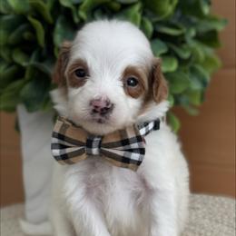 D-Parti - Parti male Goldendoodle puppy in Lewisville, Texas from Texas Goldendoodle Lovers