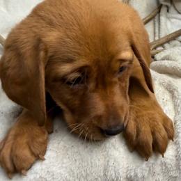 Prancer - Yellow female Labrador Retriever puppy in Grants Pass, Oregon from KnR Antler Dogs