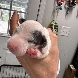 Extreme blue and tan piebald - Piebald male Dachshund puppy in Indian Trail, North Carolina from Hilda’s Teenie Weenies