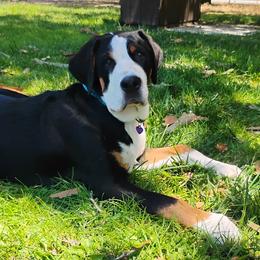 Aqua Boy - Black, white and red male Greater Swiss Mountain Dog puppy in Salinas, California from SKYLINE SWISSYS