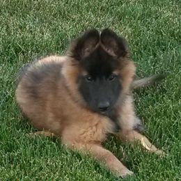Belgian Tervuren Puppies from Beartooth Belgian Tervuren