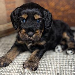 Belka - Black female Australian Labradoodle puppy in Decatur, Alabama from Southern Meadows Doodles