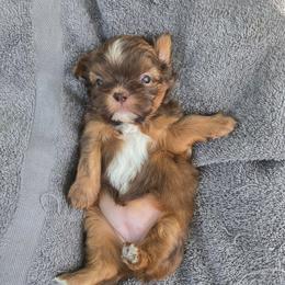 Yarrow - Liver and white female Shih Tzu puppy in Normal, Illinois from Happy Shih Tzu Homes