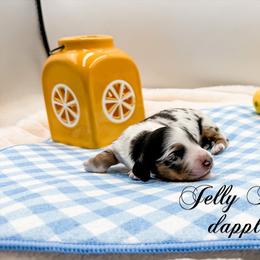 Jelly Bean - Dapple male Dachshund puppy in Prairieville, Louisiana from Southern Barron Danes & Dachshunds