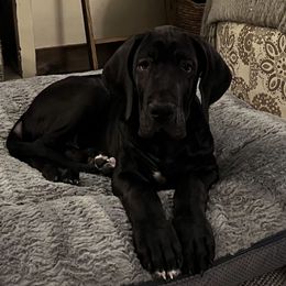 Crispy - Black male Great Dane puppy in Bay Shore, New York from Gentle Giant Companions