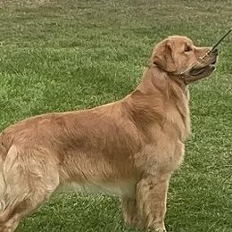 Golden Retrievers from Assurance Golden Retrievers