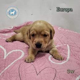 Europa - Yellow female Labrador Retriever puppy in Elloree, South Carolina from Moonlight Kennels LLC