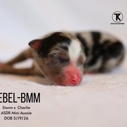 Rebel- Blue Merle Male - Blue merle male Miniature Australian Shepherd puppy in Nacogdoches, Texas from TK Standard, Mini, & Toy Aussies